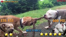 Pitbull VS Dogo Argentino - Dogo Argentino VS Pitbull - Blondi Foks