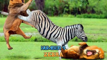 Top 12 Strongest Preys The Lion Doesn't Want To Confront - Blondi Foks