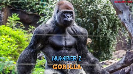 Top 10 Strongest Animals That The Lion Never Want to Meet - Blondi Foks