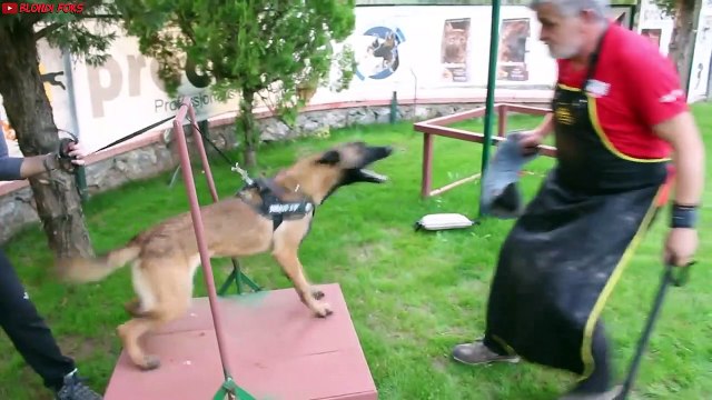Belgian Malinois HARD Training (Protection & Guard Dogs)