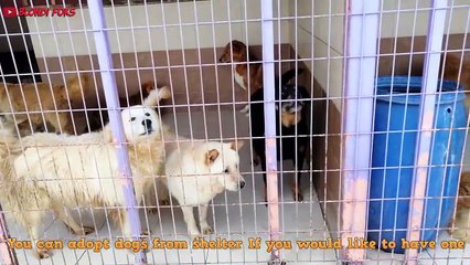 I Visited Dog Rescue Shelter - Excellent Pitbull & Puppy