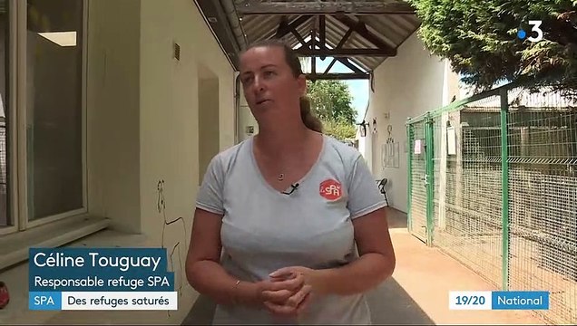 En cette période de départs en vacances, les abandons d’animaux sont importants et les adoptions peu nombreuses - VIDEO