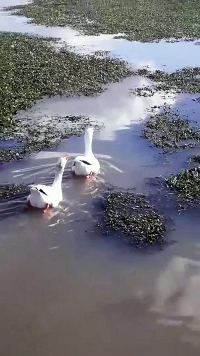 بط يطير_١٧٣٦٢٩