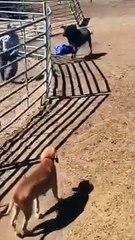 Arre con la que barre saludos mi gente #viral #santafeklan #funny ##memes