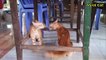 Cats Fighting and Meowing - These Two are Bloody Brothers _ Viral Cat