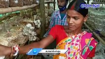 Success Story Of Mushroom Cultivation, Woman Earns Rs.40,000 Per Month _ V6 News (5)