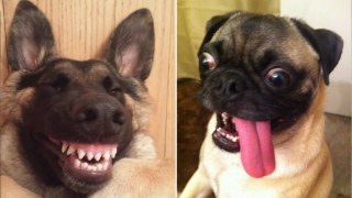 Funny Animals You Can't Watch Without Laughing  (CUTE)