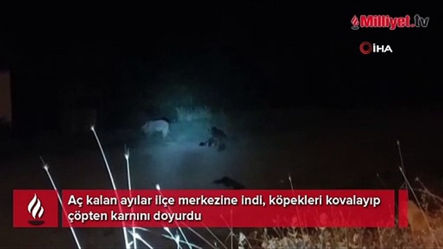 Aç kalan ayılar ilçe merkezine indi, köpekleri kovalayıp çöpten karnını doyurdu