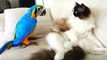 Baby Animals  Funny Parrots and Cute Birds Compilation (2022) Loros Adorables Recopilación