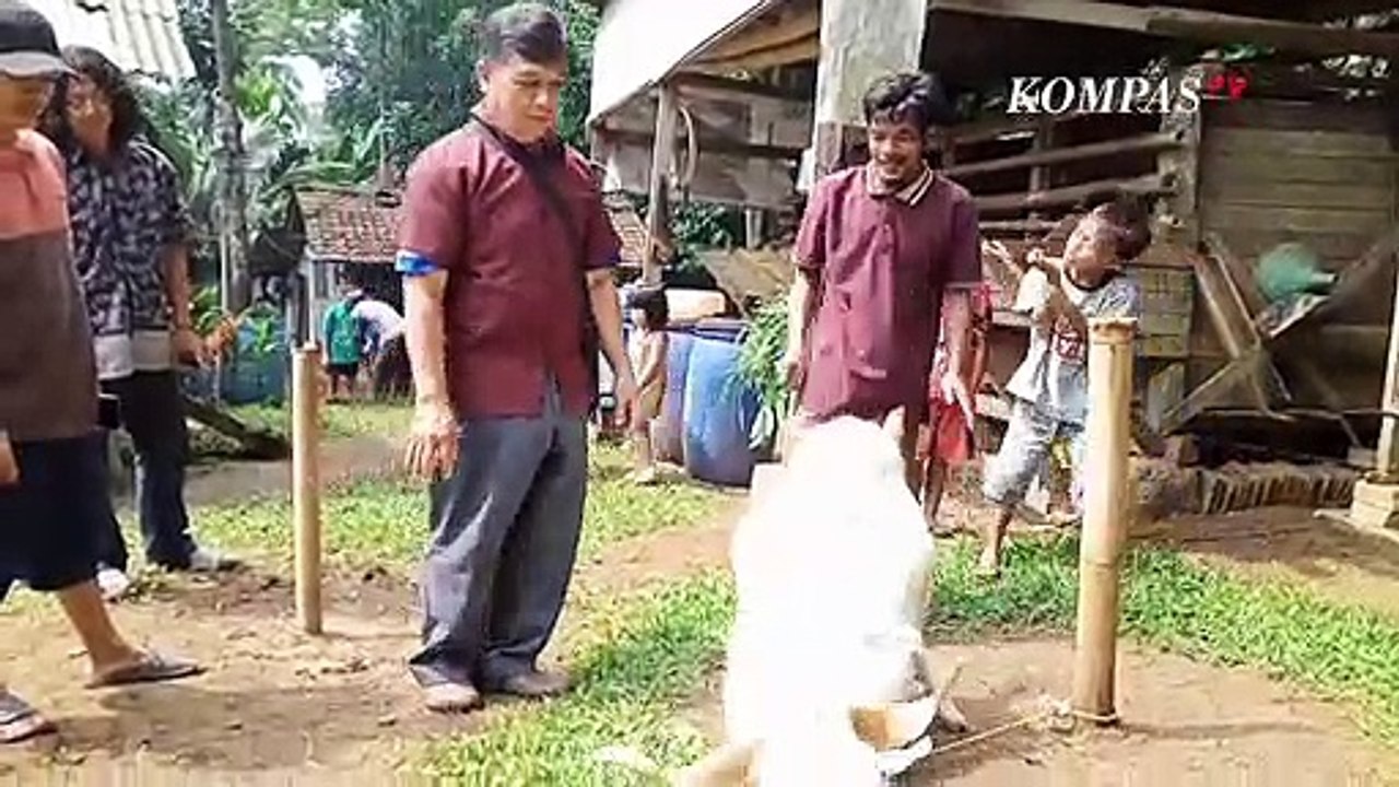 Unik! Seekor Kambing Bisa Sungkem Jadi Tontonan Warga di Pandeglang