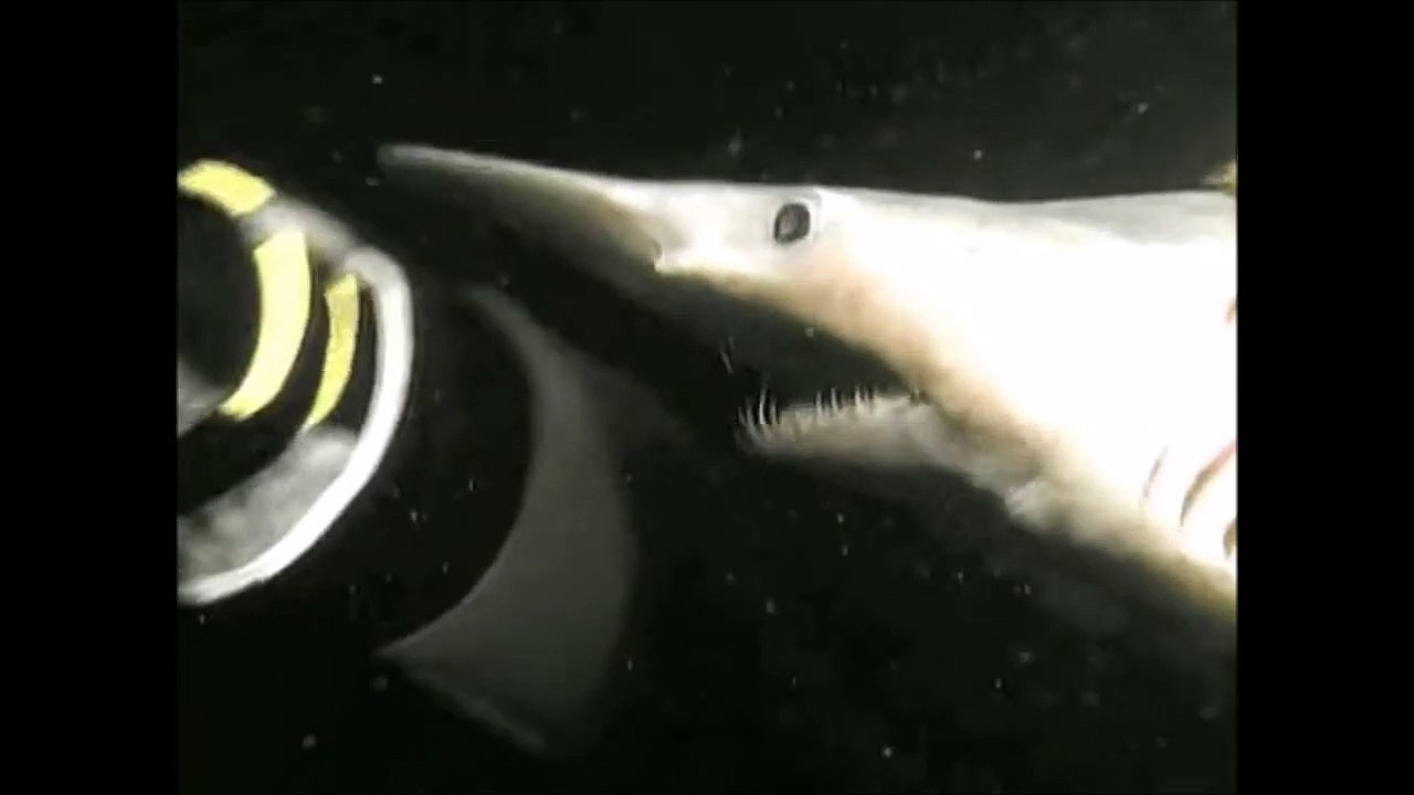 Ces images d'un requin Goblin sont incroyables