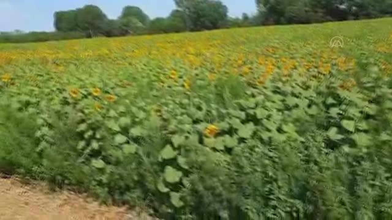 Kırklareli haberleri! KIRKLARELİ - Ayçiçeği tarlasında 208 bin kök Hint keneviri ele geçirildi