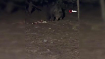 Bahçesine gelen ayı ile poz verip o anları böyle kaydetti