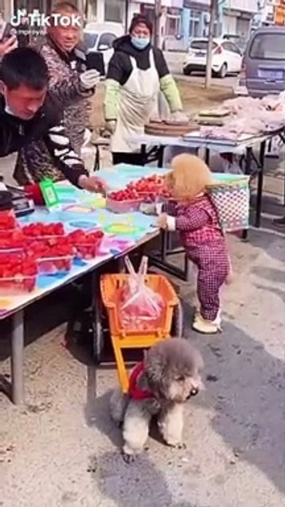 Cute funny nice dog