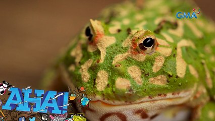Kilalanin ang mga ‘Pacman Frogs’! | AHA!