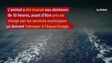 Var : le requin bleu apparu près des plages est mort