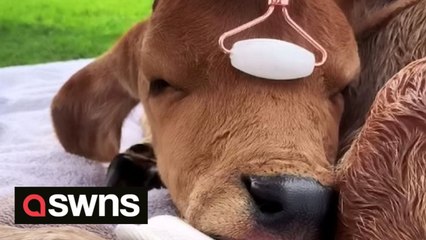 Meet the cows who live a life of luxury with regular spa days
