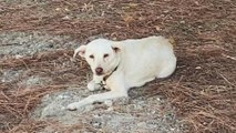 Çanakkale’de boş araziye bırakılan 20 köpekten 6’sı ölü bulundu