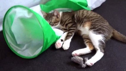 Cure Kitten Plays in His Cat Tunnel