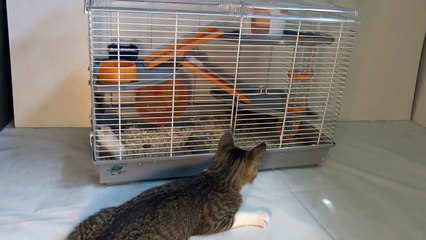 Small Cat Tries to Get into the Hamster Cage