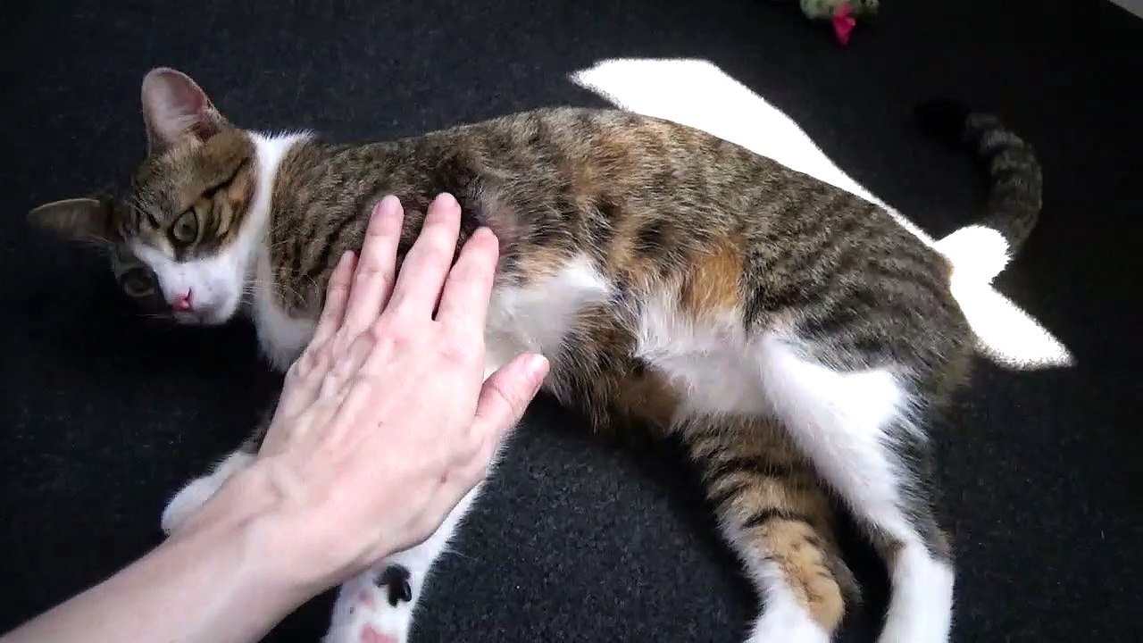 This Lazy Kitten