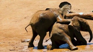 See what the two baby elephants are doing.