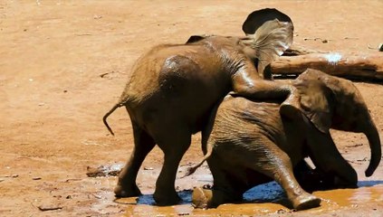 See what the two baby elephants are doing.