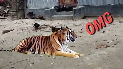 Hen eating food-What do chicken eat naturally