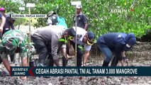 TNI AL Tanam 3.000 Mangrove di Bibir Pantai Sorong Guna Cegah Abrasi, Berikut Selengkapnya...