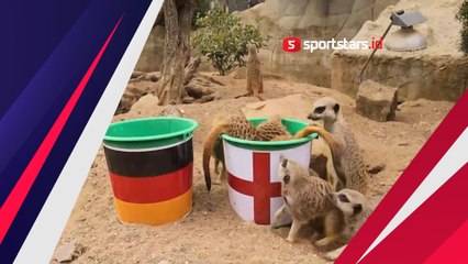 Unik! Sekelompok Meerkat Ini Prediksi Inggris Juara Piala Eropa Wanita 2022