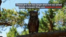 Types of owls || types of owls in florida || types of owls in texas || types of owls in georgia