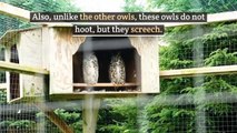 Barn owl || barn owl facts || barn owl facts for kids || How long does a barn owl live?