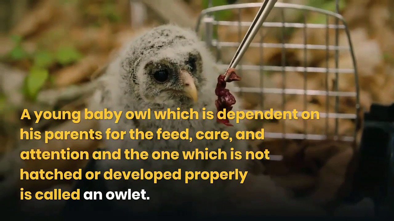Baby barn owl || What do you call a baby barn owl? || 10 baby barn owl fact | baby barn owl sounds