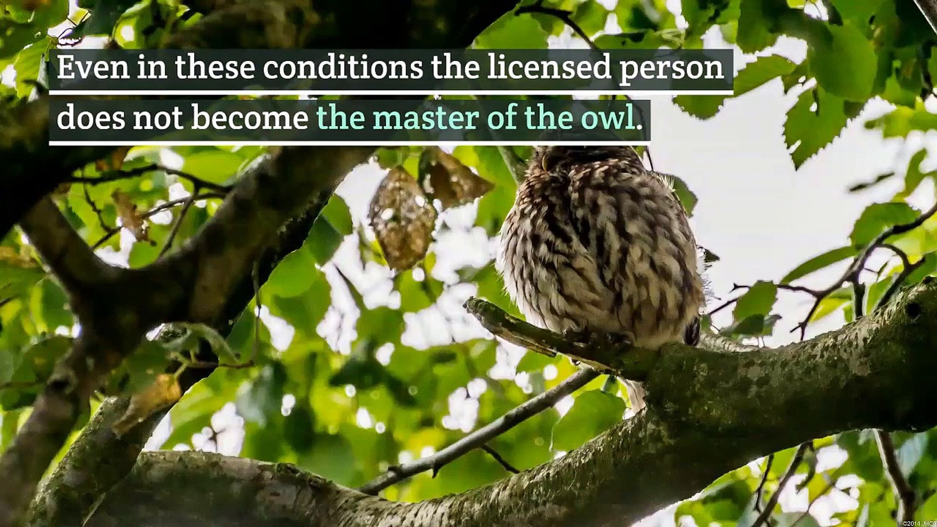 ⁣Owls as pets || 10 Reasons Why Owls Make Bad Pets || Keeping Owls as Pets