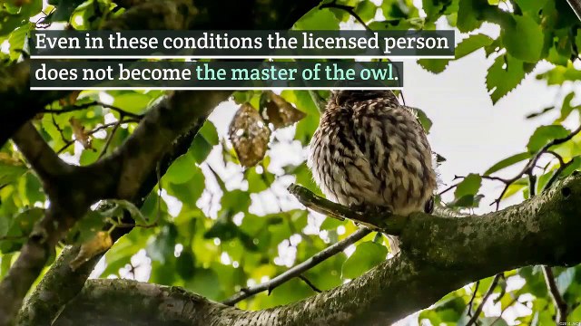 Owls as pets || 10 Reasons Why Owls Make Bad Pets || Keeping Owls as Pets