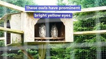 pygmy owl || pygmy owl pet || pygmy owl baby || What does a pygmy owl eat?