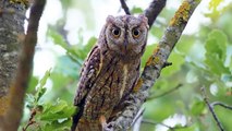 Scops owls || scops owl feeding || scops owl feeding || scops owl care || scops owl pet