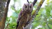 Scops owls || scops owl feeding || scops owl feeding || scops owl care || scops owl pet