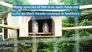 True owls || baby true owl || true owl fact || true owl family || true owl reproduction