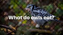 What do owl eat || what do owls eat in winter || Owl Food & Hunting | what do owls eat in the desert