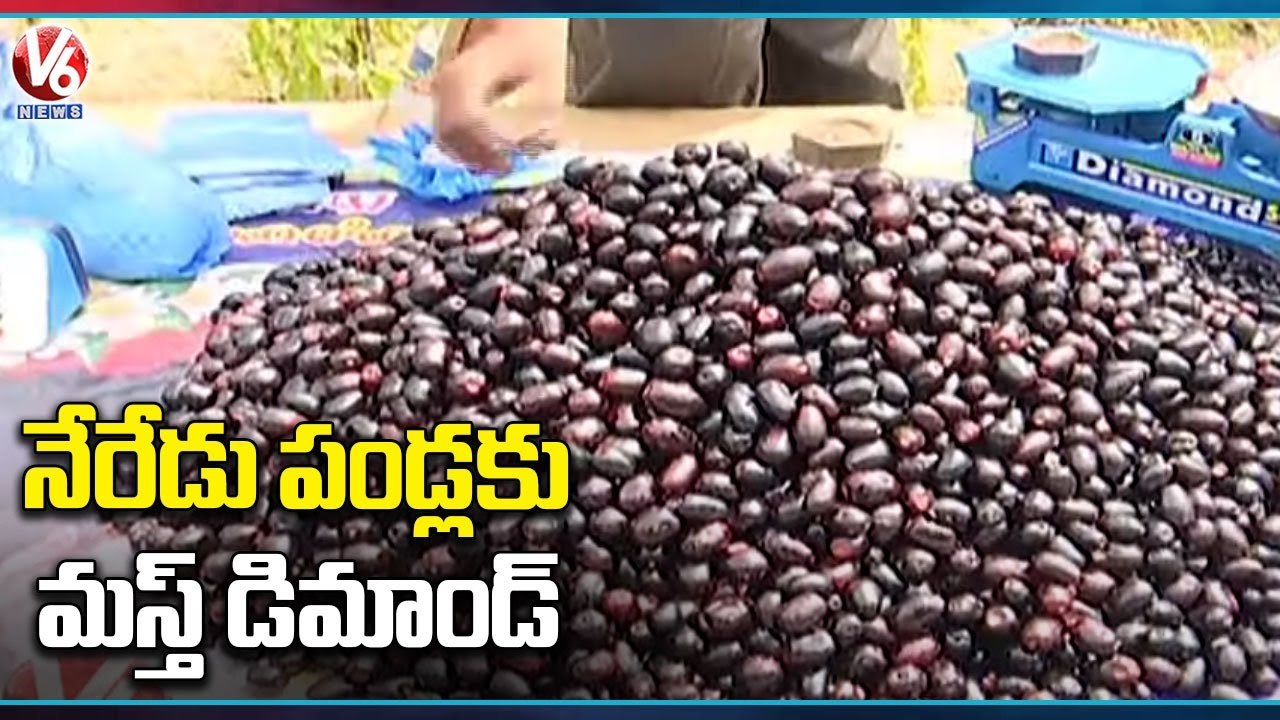 Diabetic Patients Show Interest To Eat Jamun Fruit _ Black Plum _ Hyderabad  V6 News
