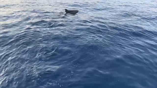 Antalya gündem haberleri | Alanya'da yunuslar turistlere gösteri yaptı