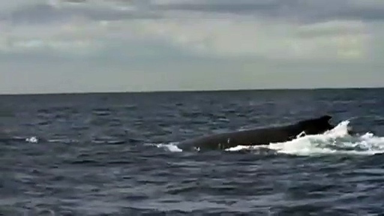 Gorgeous Whale Sound