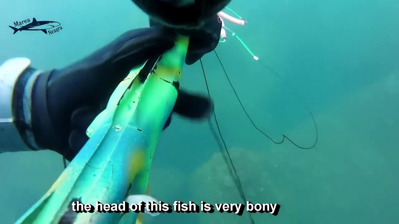 Spearfishing Seabass