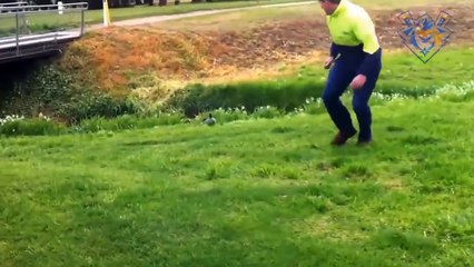 Funny animal attack. 99% try very hard good to not laugh.mostly popular  video