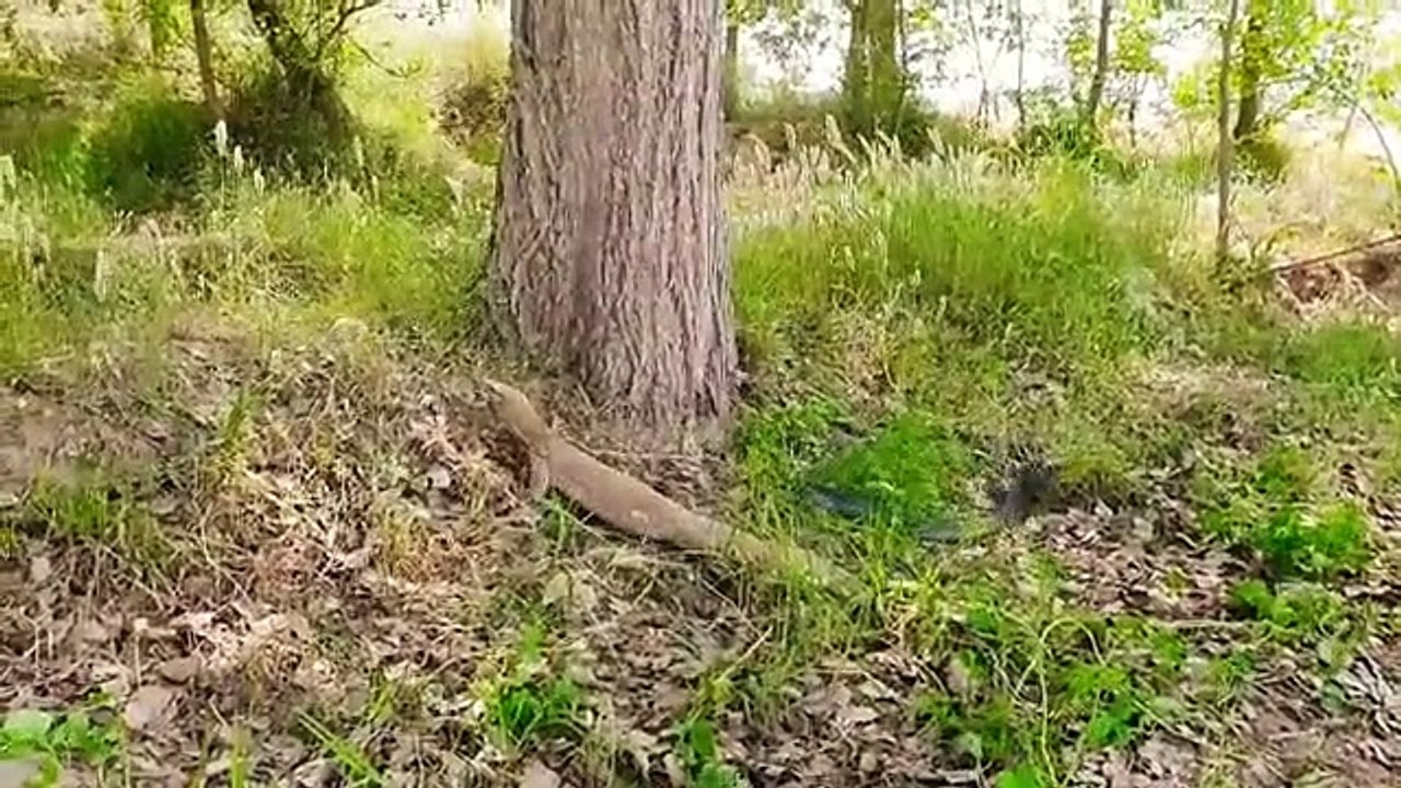 Sneak fighting