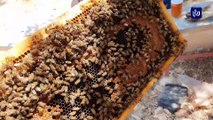 بدر الخوالدة.. أردني بدأ مشروعه بخليتين لتربية النحل واليوم يملك 50 خلية