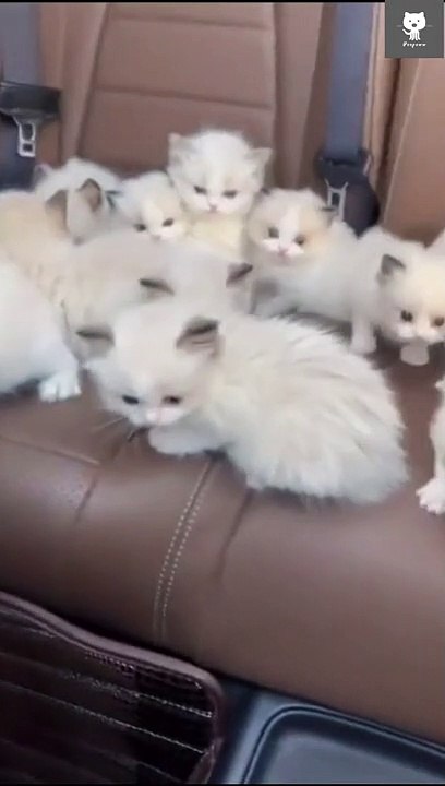 Kitten cute