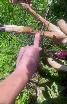 Dapper Man Rescues a Fawn Stuck in a Fence