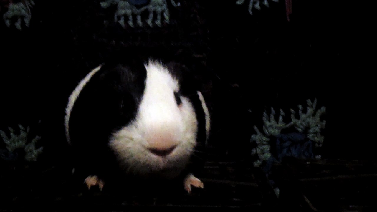 CAVIA PORCELLUS DAVID 102_8620